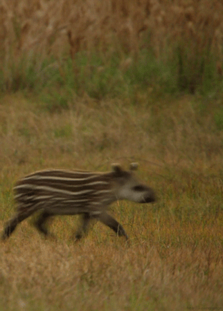 tapir.gif