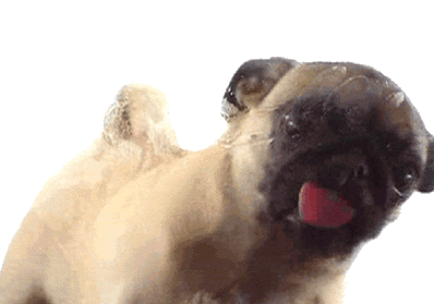 dog.gif