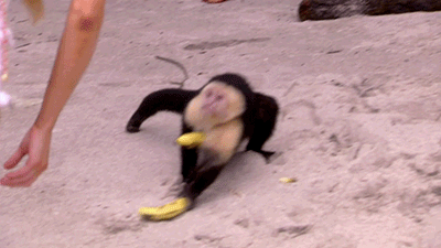 82962063.gif
