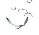 5216819.gif